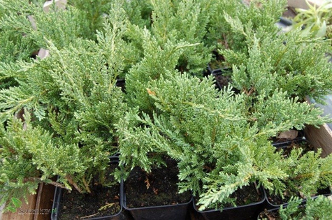 Jałowiec sabiński Glauca