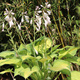 Funkia ogrodowa Paul's Glory Hosta (C2)