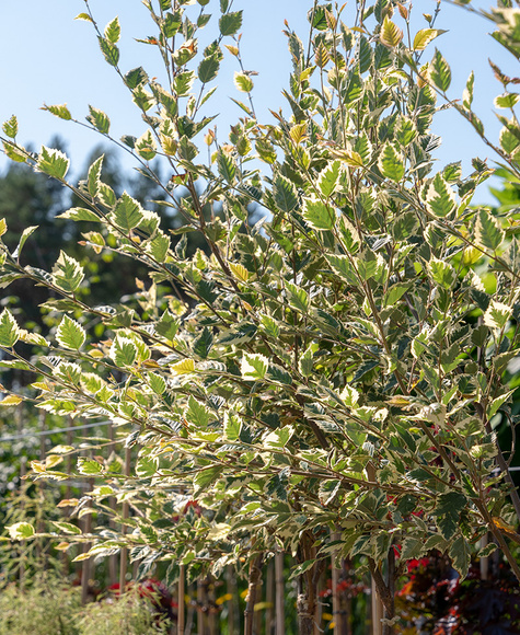 Brzoza nadrzeczna czarna Shilon Splash szczepiona na pniu