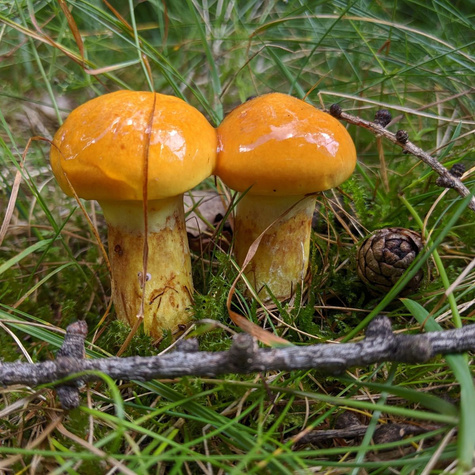 Grzybnia Maślak Maślarz Mix odmian 120ml