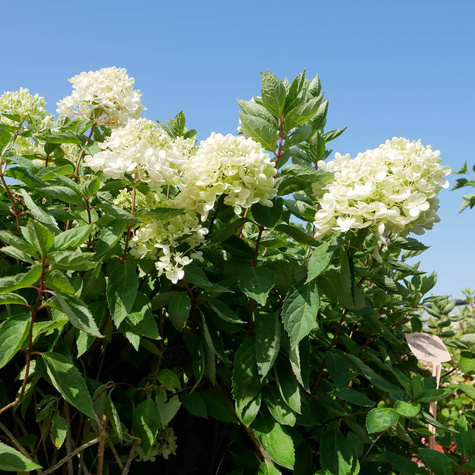 Hortensja bukietowa Bombshell (C2)