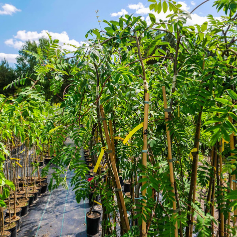Jarząb Pospolity Pendula Szczepiony Na Pniu