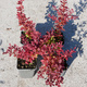 Berberys thunberga Coral (P9)