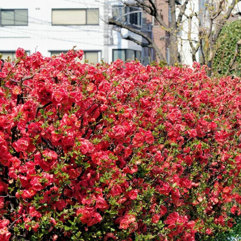 Pigwowiec okazały Rubra (P9)