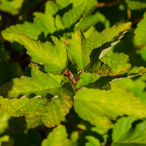 Pęcherznica kalinolistna Dart's Gold (C20)