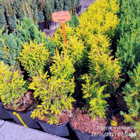 Jałowiec pospolity Gold Cone (P9)