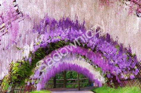 Glicynia chińska Wisteria Violacea