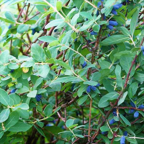 Jagoda kamczacka Boreal Blizzard późna duże owoce