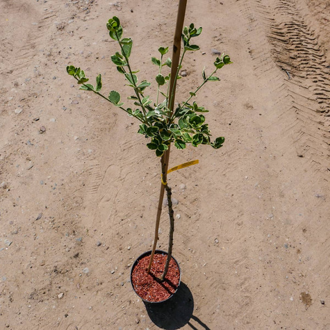 Trzmielina Fortune'a Emerald Gaiety na pniu (C2)