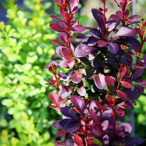 Berberys Thunberga Helmond Pillar (C1.7)