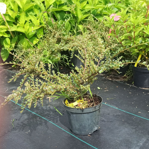 Irga purpurowa 'Variegatus'