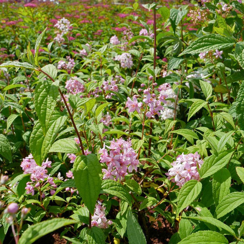 Żylistek mieszańcowy Mont Rose (C2)