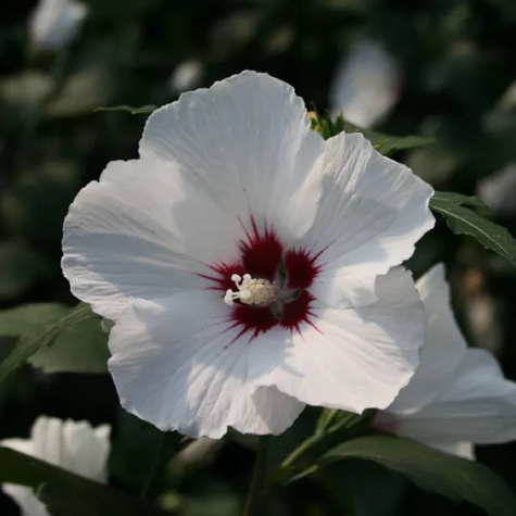 Ketmia syryjska Hibiskus Red Heart (C2)
