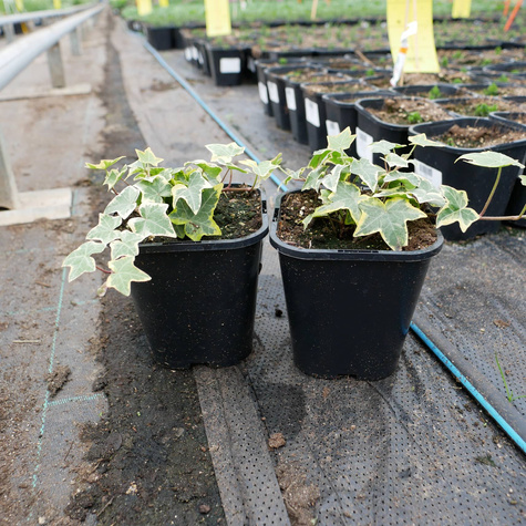 Bluszcz pospolity Golden Child