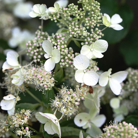 Hortensja bukietowa White Lady (P9)