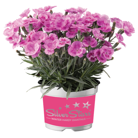 Goździk ogrodowy różowy Aztec Star