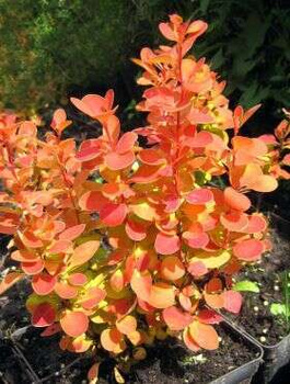 Berberys thunberga Orange Tower (C2)