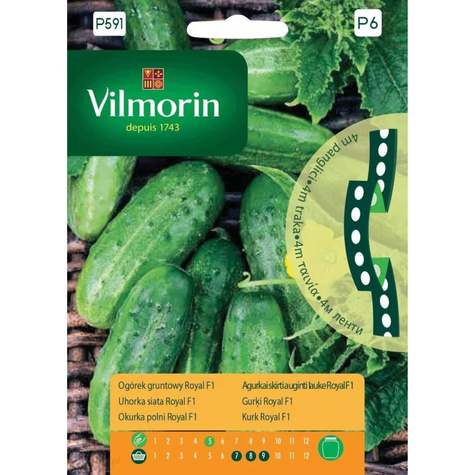 Nasiona na taśmie Ogórek gruntowy Royal F1 4m