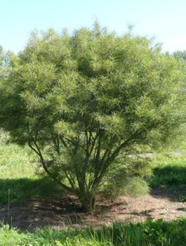 Kruszyna pospolita Aspeleniifolia (C2)