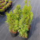 Thuja Tuja Żywotnik zachodni Brabant (C2)