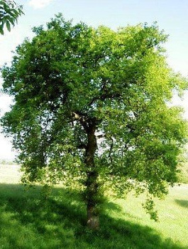 Dąb burgundzki frędzelkowy Wiatrochron (C2)