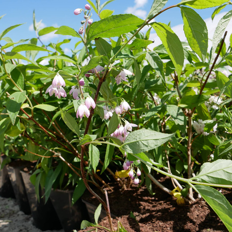 Żylistek mieszańcowy Pink Pom Pom (P9)