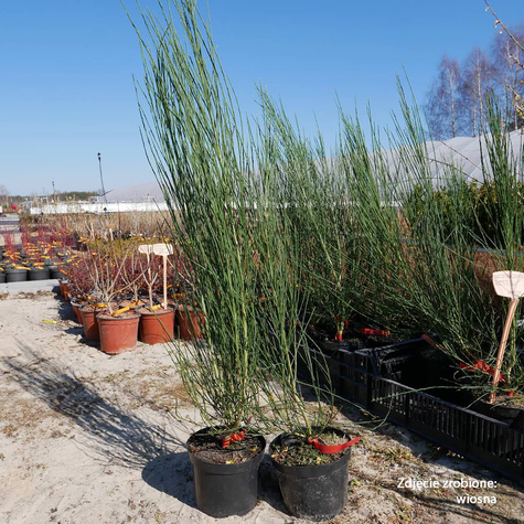 Szczodrzeniec Żarnowiec Roter Favorit
