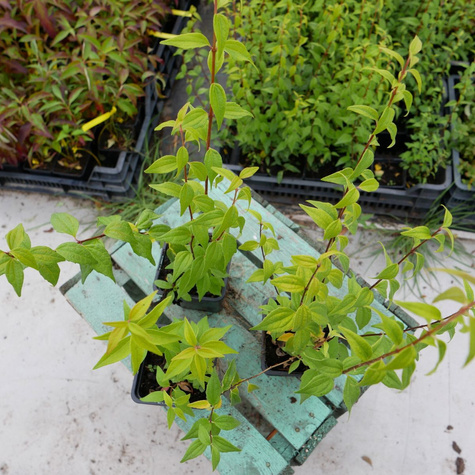 Jaśminowiec Lemoinei (P9)