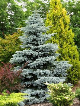 Jodła kalifornijska Glauca niebieskie igły
