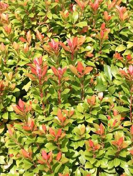 Pieris japoński Little Heath Green (P9)