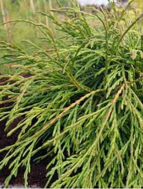 Żywotnik olbrzymi Kagers Beauty (C2)