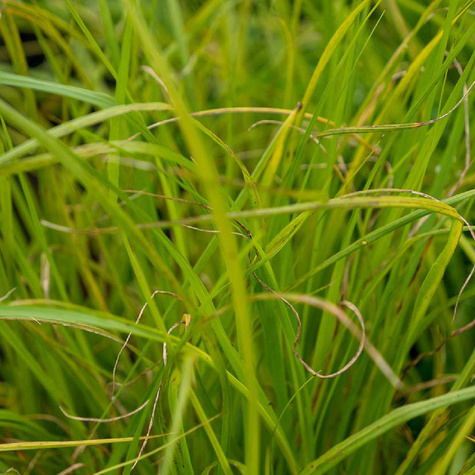Rozplenica japońska Piórkówka Gelbstiel (C2)