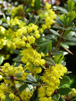 Berberys Juliany (C2)
