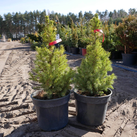 Świerk biały Duble Gold (C2)