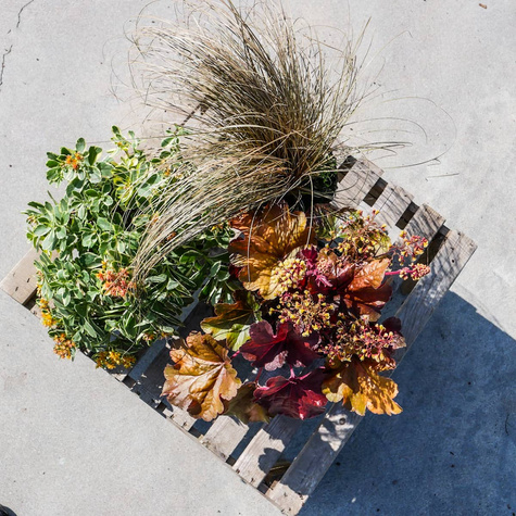 Jesienny zestaw bylin z rozchodnikiem