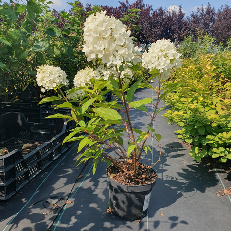 Hortensja bukietowa Magical Matterhorn (C2)