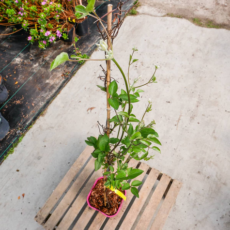 Powojnik Clematis wielkokwiatowy Piilu (C2)