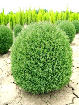 Thuja Tuja Żywotnik zachodni Teddy (P9)