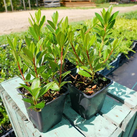 Azalia japońska Johann Sebastian Bach (P9)