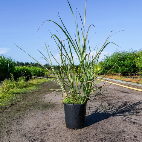 Miskant chiński Rotsilber (C2)