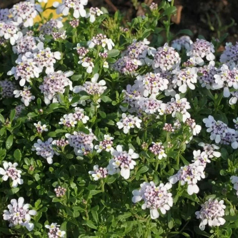 Ubiorek wiecznie zielony Pink Ice (C2)