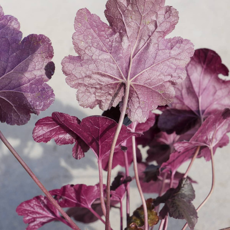 Żurawka ogrodowa Obsidian (C2)