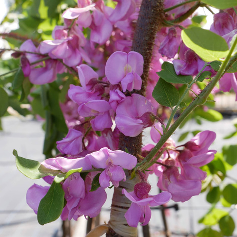 Robinia akacjowa Akacja fioletowa szczepiona na pniu miododajna