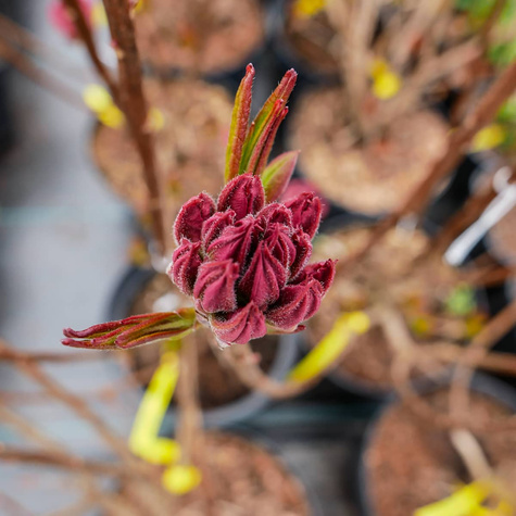 Azalia wielkokwiatowa Kilian (C2)