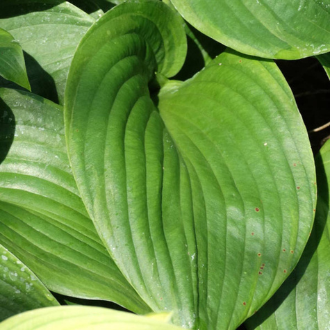 Funkia Hosta Purple Heart (C2)
