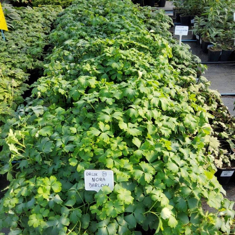 Orlik pospolity Nora Barlow (C2)