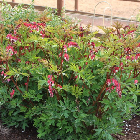 Serduszka okazała Valentine (C2)