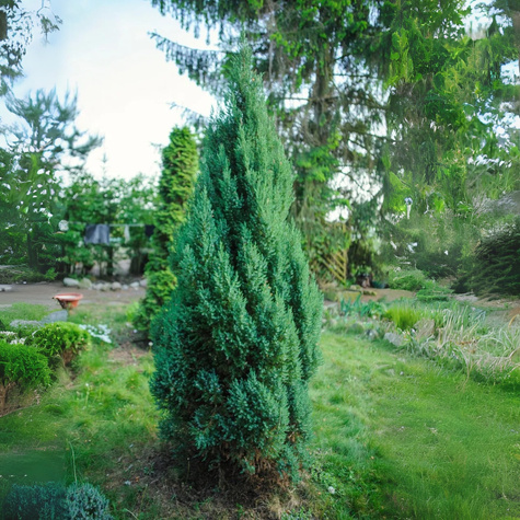 Cyprysik lawsona Elwoodii (P9)