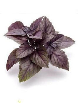 Bazylia purpurowa Purpurowolistna 0,5g