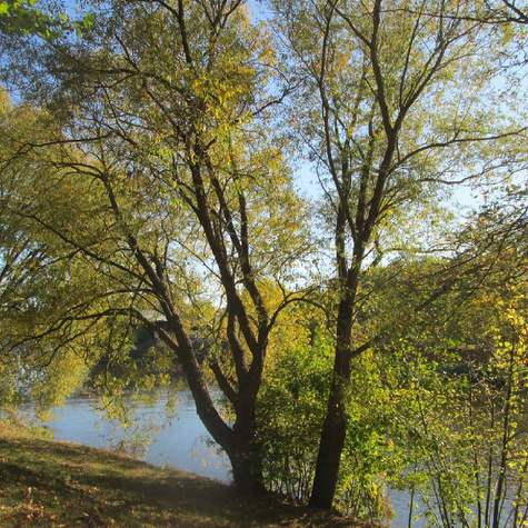 Wierzba płacząca biała Tristis (C2)